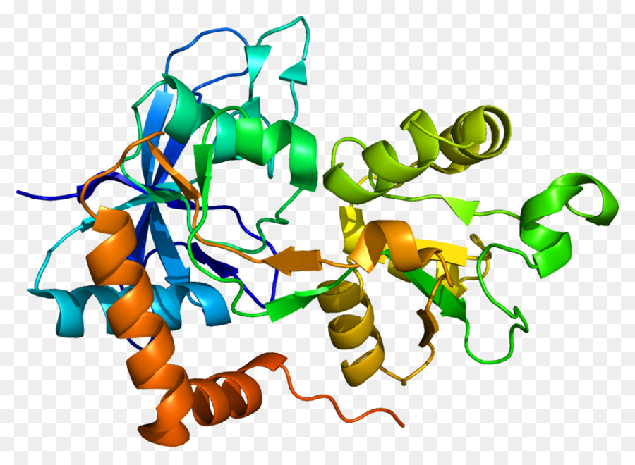 Struktur Protein，Molekul PNG