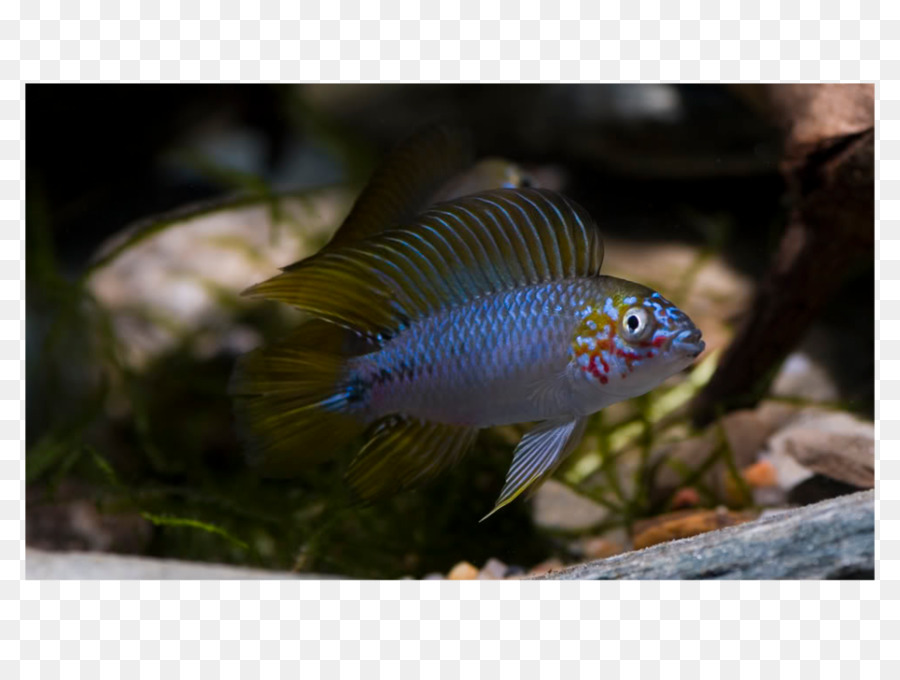 Cichlid Kerdil，Ikan PNG