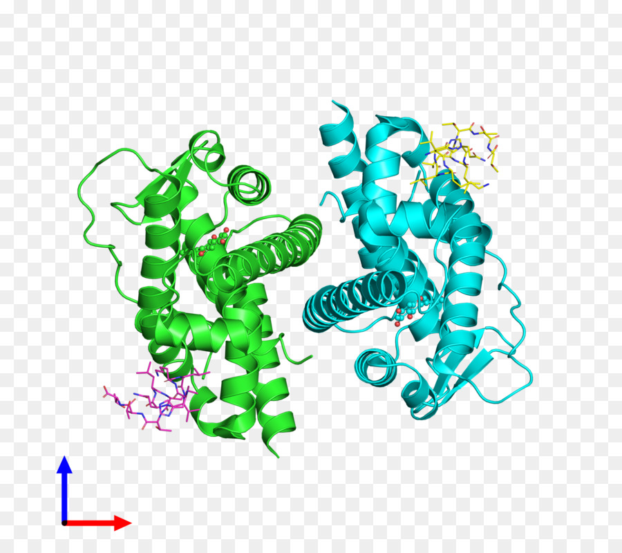 Struktur Protein，Molekul PNG