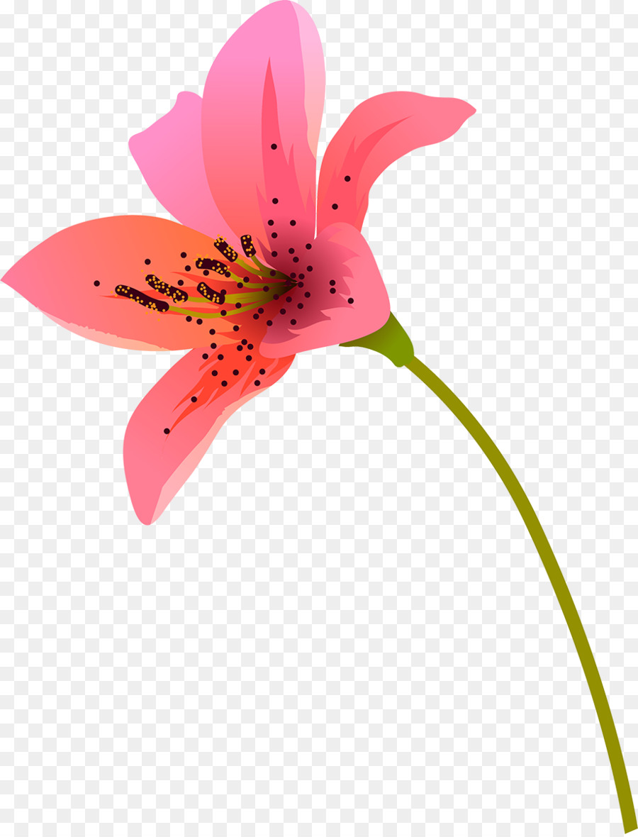 Pink M，Alstroemeriaceae PNG