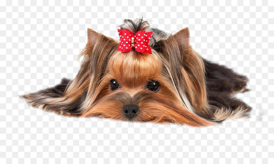 Yorkshire Terrier，Anjing PNG