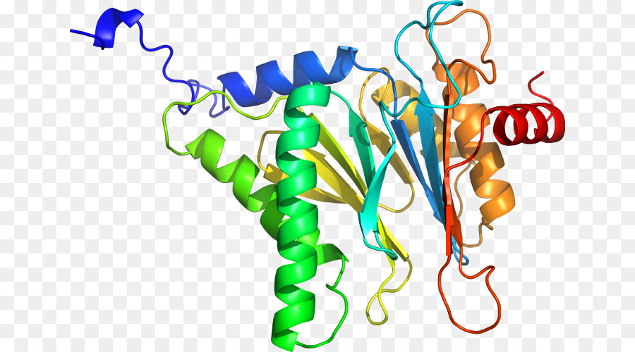 Struktur Protein，Molekul PNG