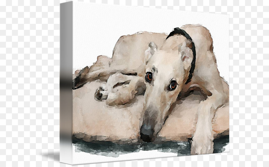 Whippet，Borzoi PNG