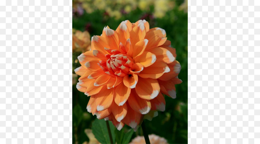 Dahlia，Tanaman Tahunan PNG