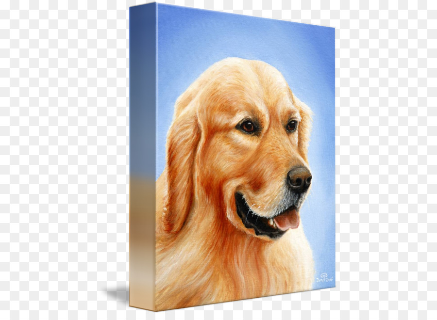 Golden Retriever Nova Scotia Bebek Berdentang Retriever Labrador Retriever Gambar Png