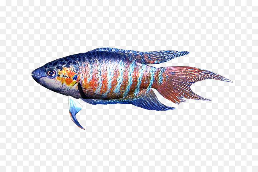 Ikan，Hidangan Laut PNG