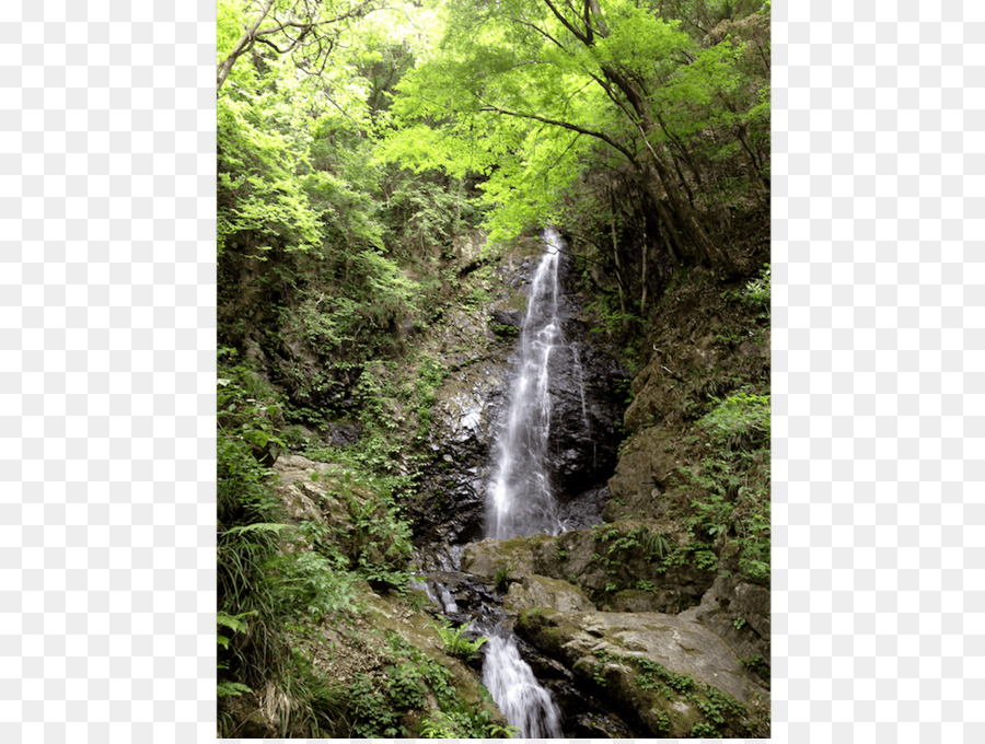 Air Terjun，Hutan PNG