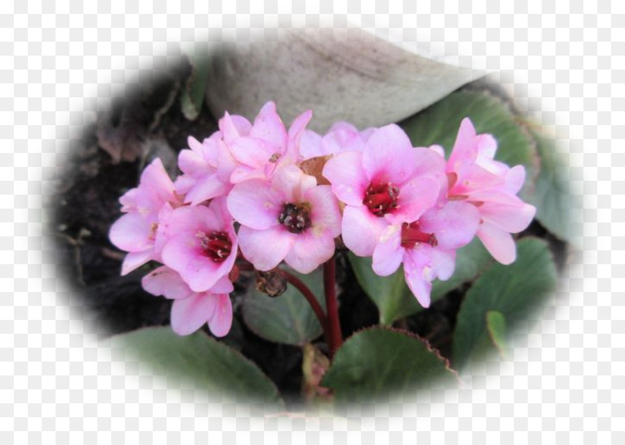 Primrose，Pink M PNG