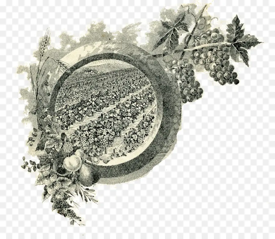 Ilustrasi Kebun Anggur Vintage，Anggur PNG