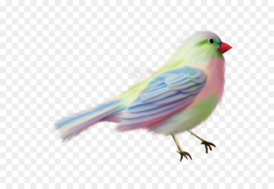 Lovebird，Amerika Pipit PNG