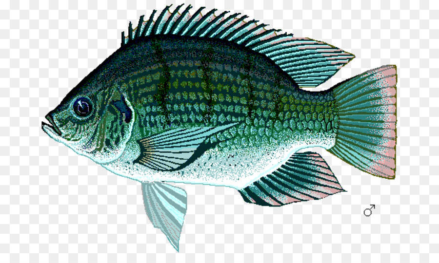 Ikan Nila, Memperbaiki, Ikan Mujair gambar png