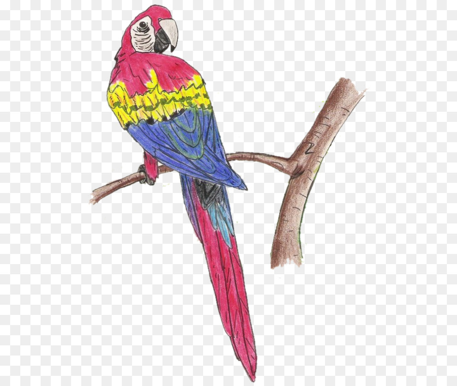 Burung，Macaw PNG