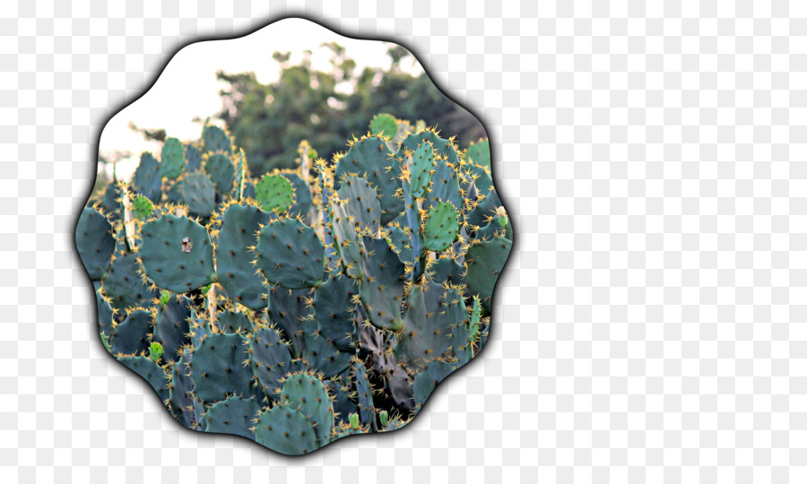 Citroen Cactus M，Organisme PNG