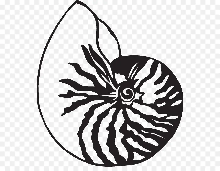 Cangkang Nautilus，Laut PNG