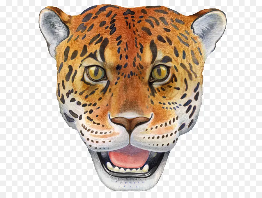 Macan Tutul，Jaguar PNG
