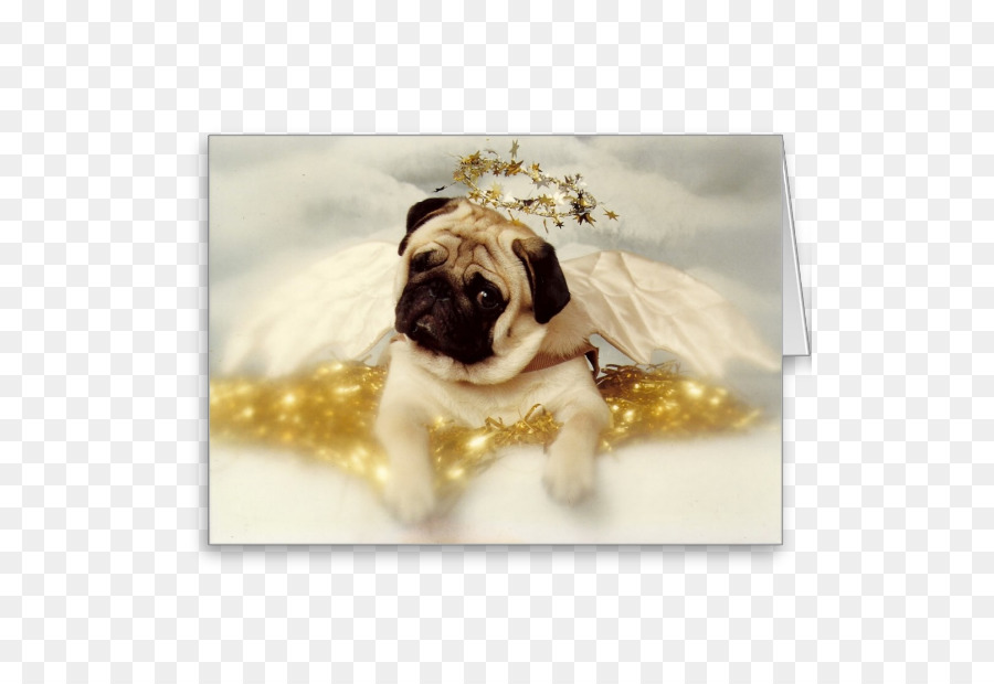 Pug，Shar Pei PNG