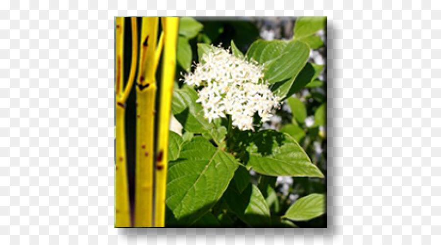 Putih Dogwood，Merah Osier Dogwood PNG