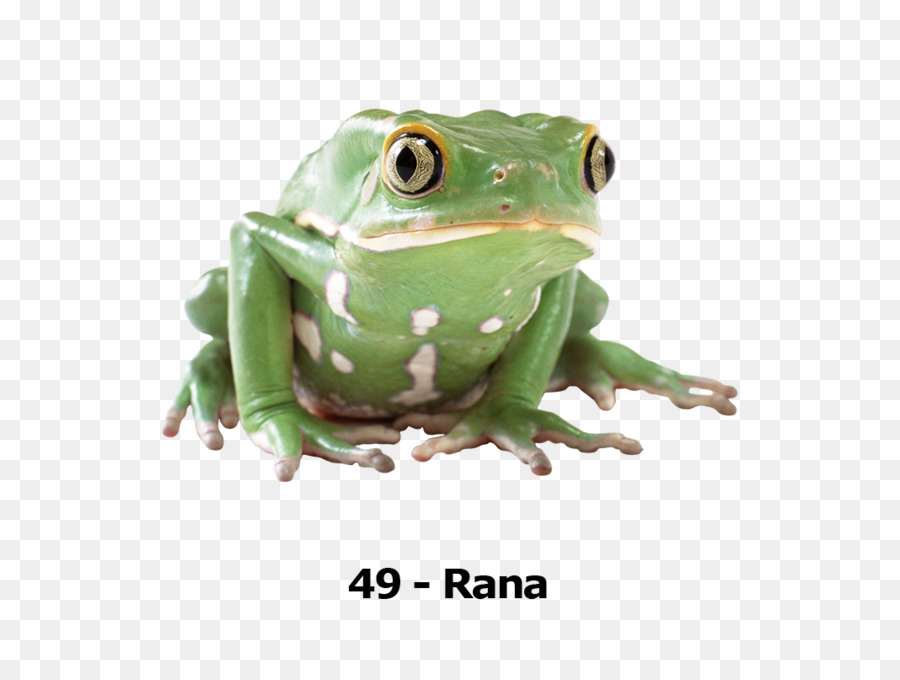 Katak，Desktop Wallpaper PNG