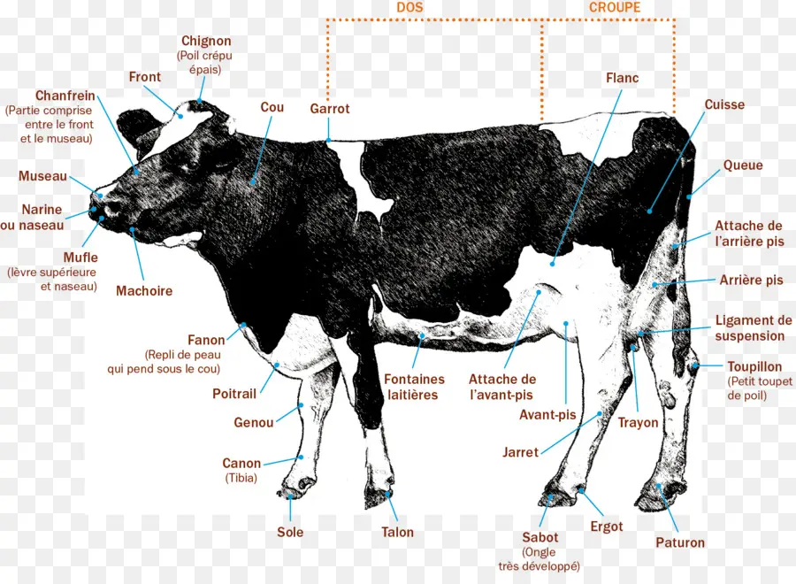 Diagram Sapi，Anatomi PNG