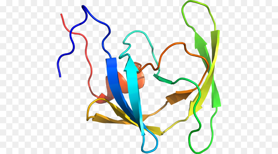 Struktur Protein，Biologi PNG