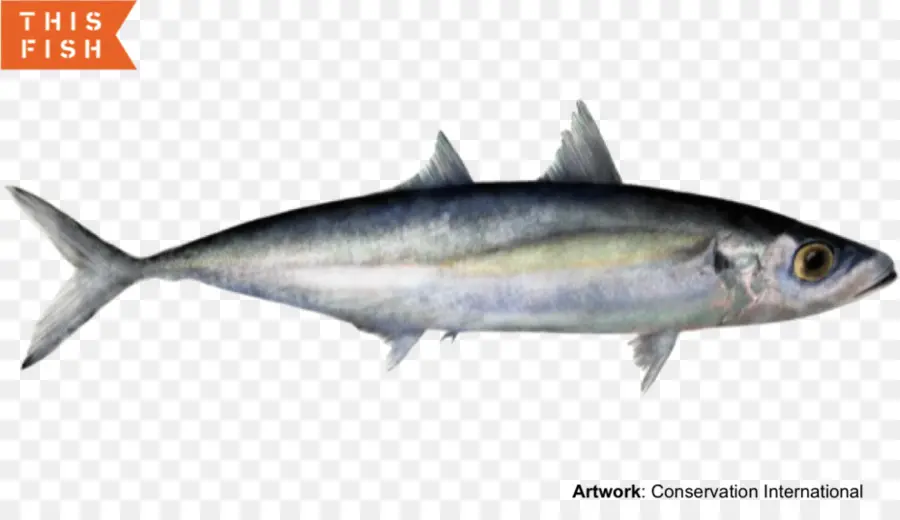 Ikan Tuna，Ikan PNG