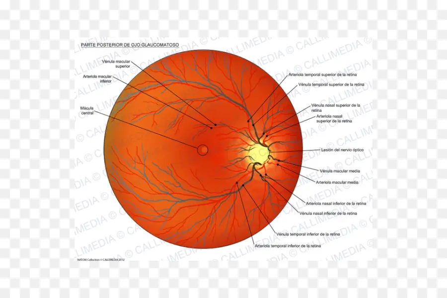 Diagram Mata，Retina PNG