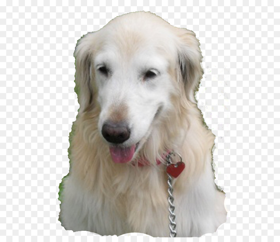 Anjing，Senang PNG