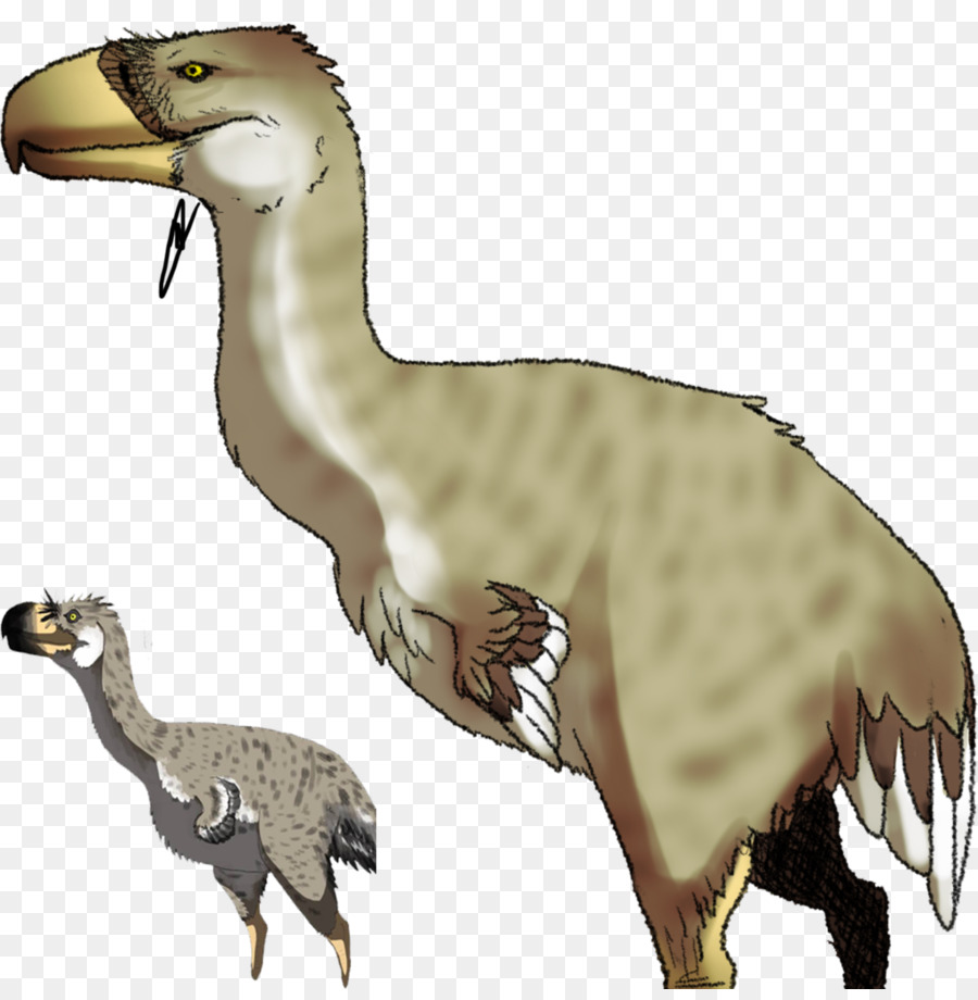 Velociraptor，Burung PNG