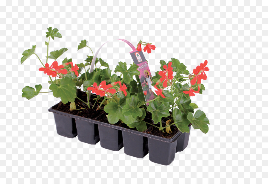 Ivy Geranium，Houseplant PNG