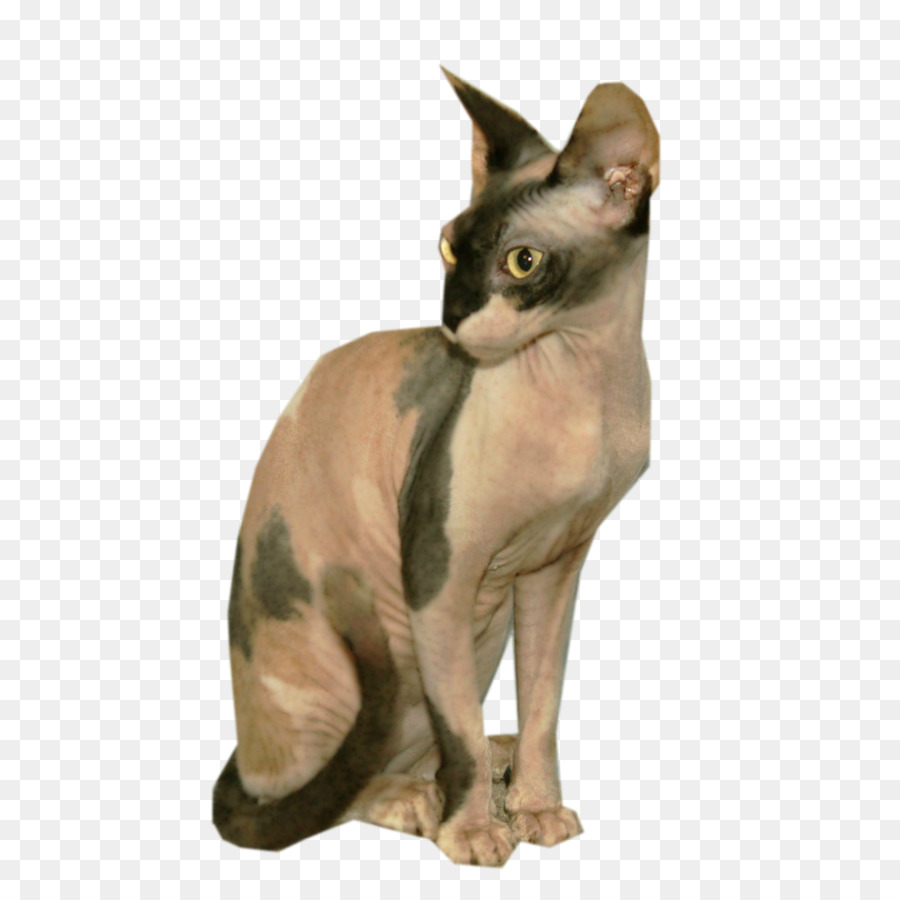 Kucing Sphynx，Devon Rex PNG