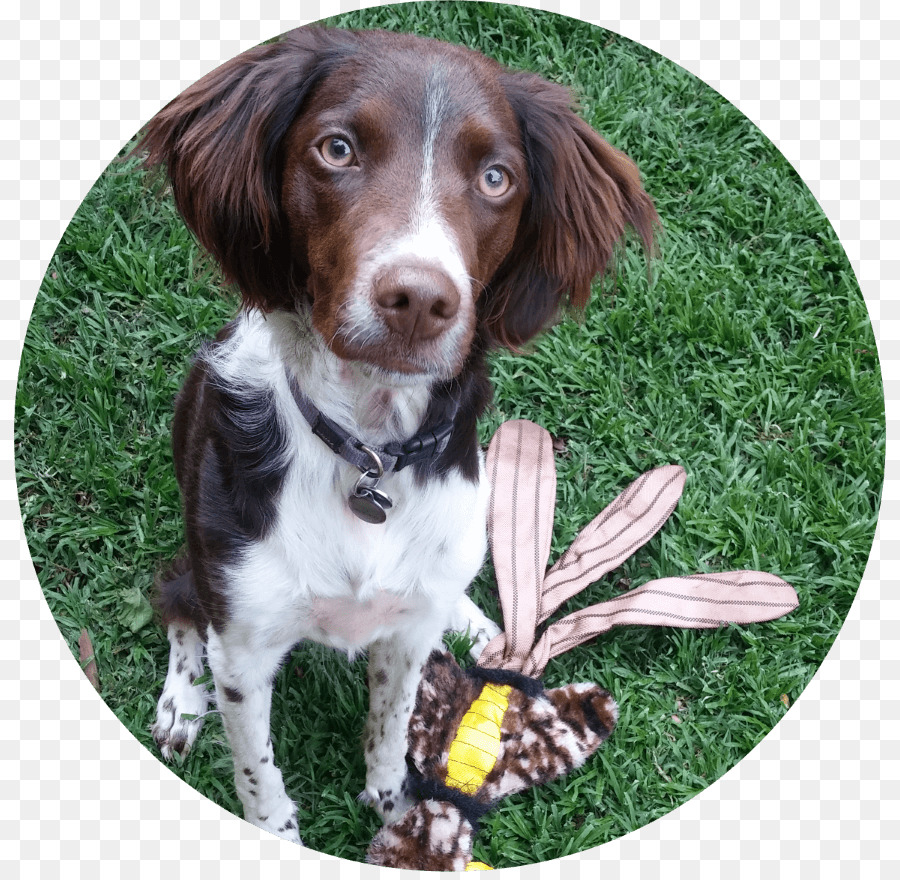 English Springer Spaniel，Drentse Patrijshond PNG