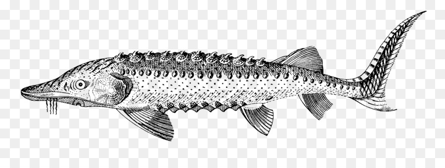 Makarel，Ikan Berminyak PNG