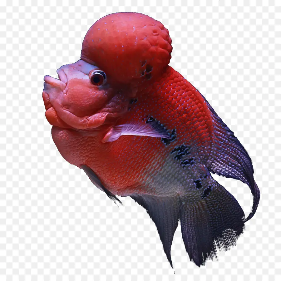 Ikan Merah，Akuatik PNG