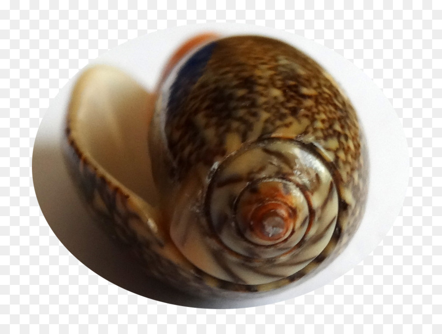 Siput，Kerang PNG