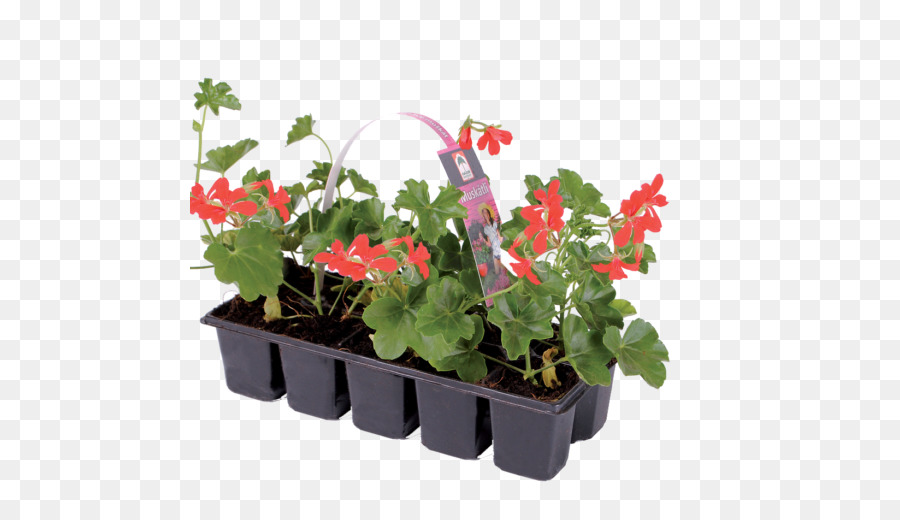 Ivy Geranium，Houseplant PNG