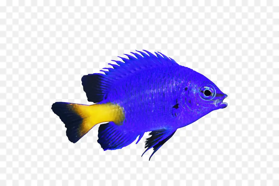 Ikan Terumbu Karang，Kuning Biru Damselfish PNG