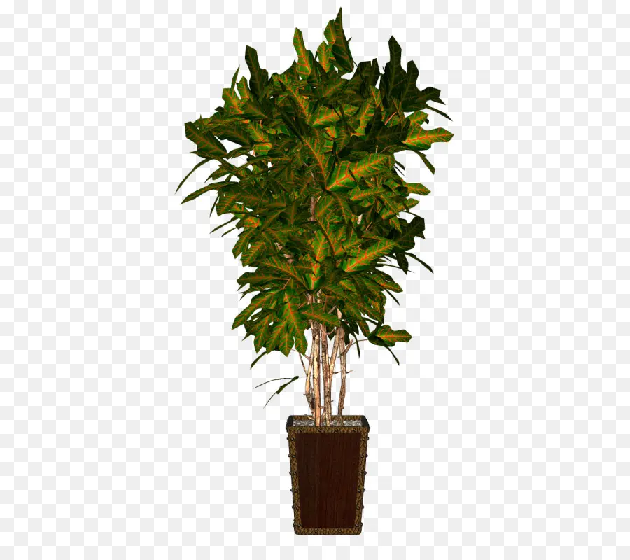 Pot Bunga，Houseplant PNG