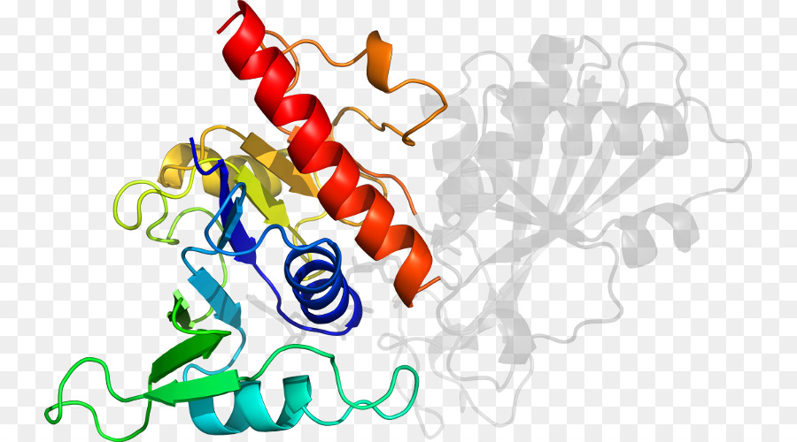 Struktur Protein，Molekul PNG