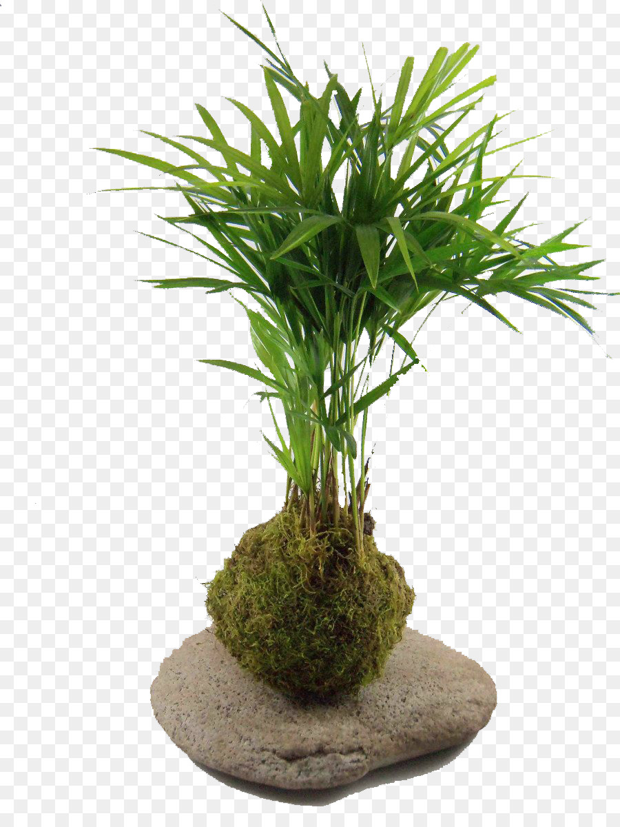 houseplant, kokedama, podocarpus macrophyllus gambar png