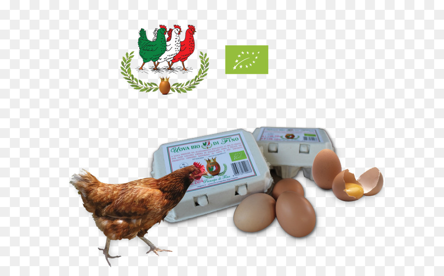 Ayam，Telur PNG