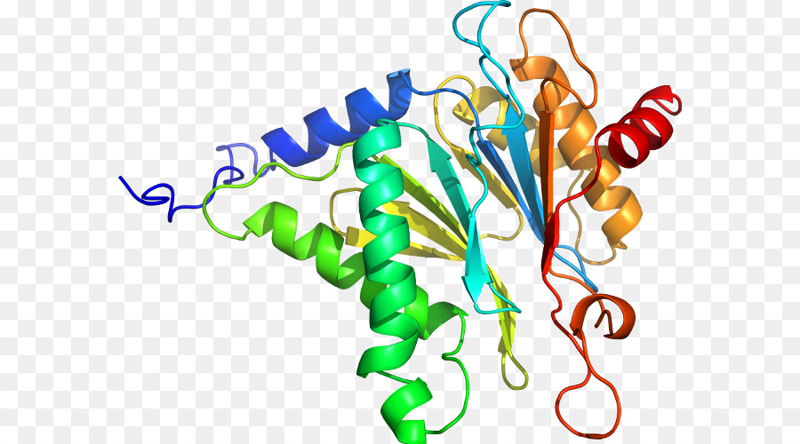 Struktur Protein，Molekul PNG