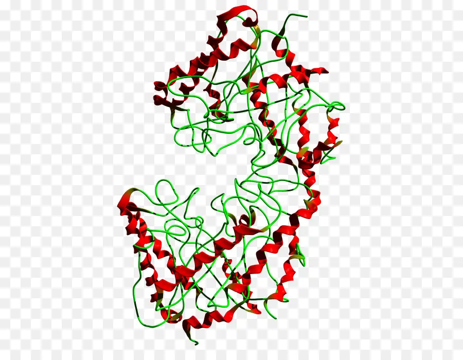 Struktur Protein，Protein PNG