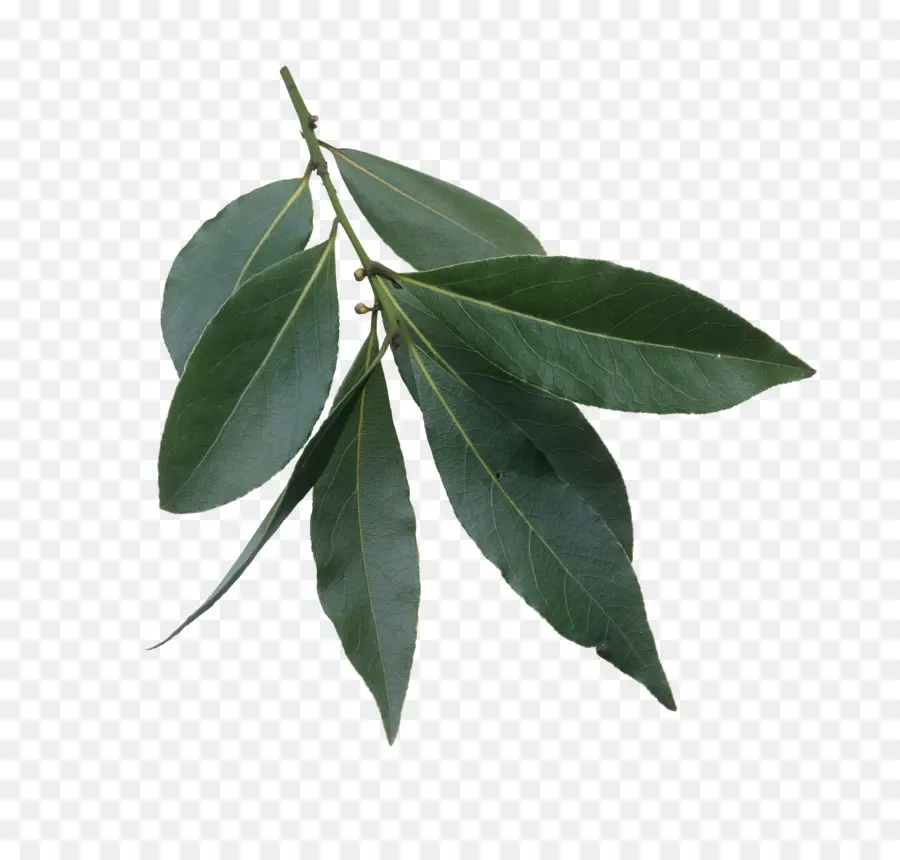 Bay Laurel，Daun PNG