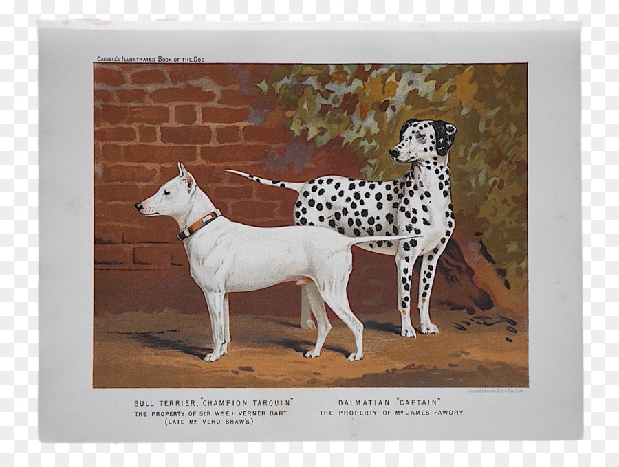 Anjing Dalmatian，Bull Terrier PNG