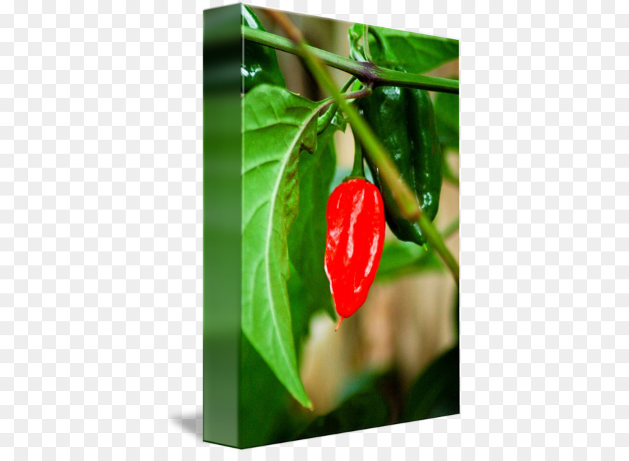 Habanero，Mata Burung Cabe PNG