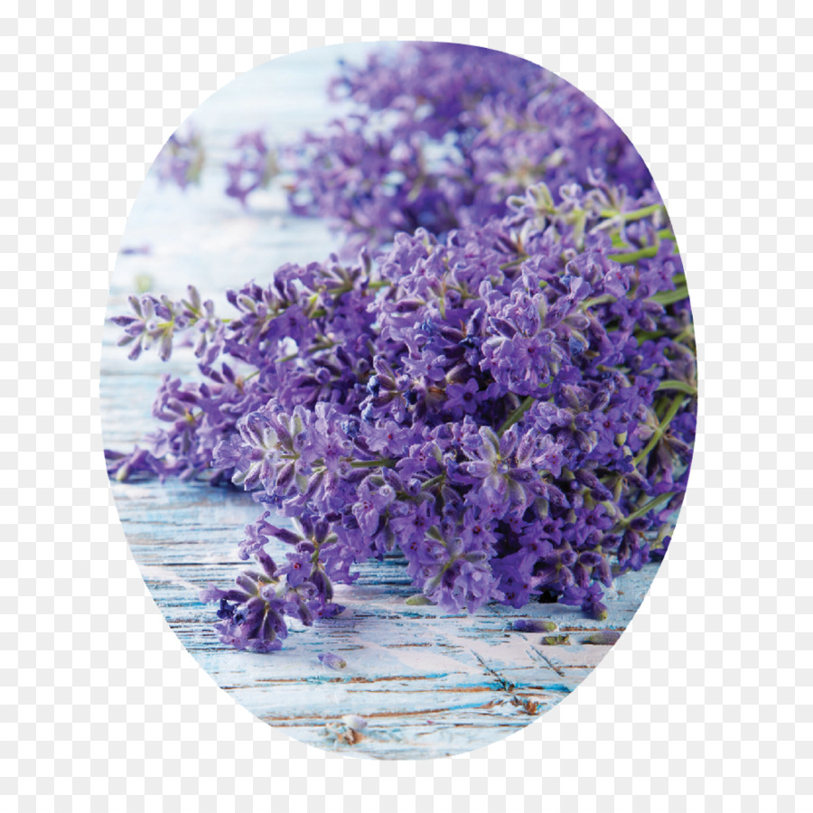 Lavender Inggris，Bunga Yang Dapat Dimakan PNG