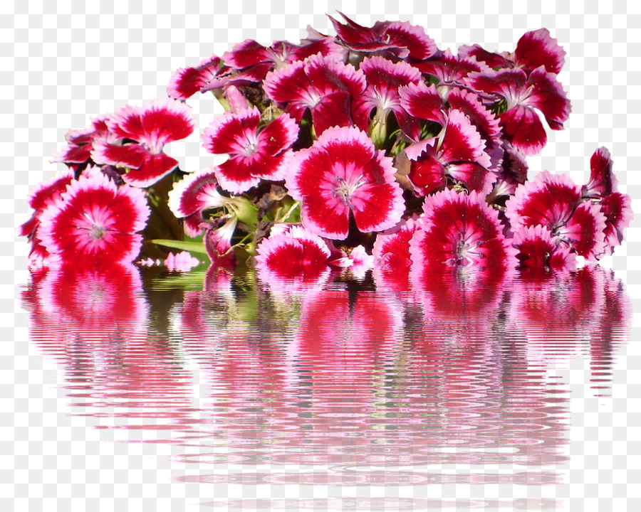 Sweet William，Anyelir PNG