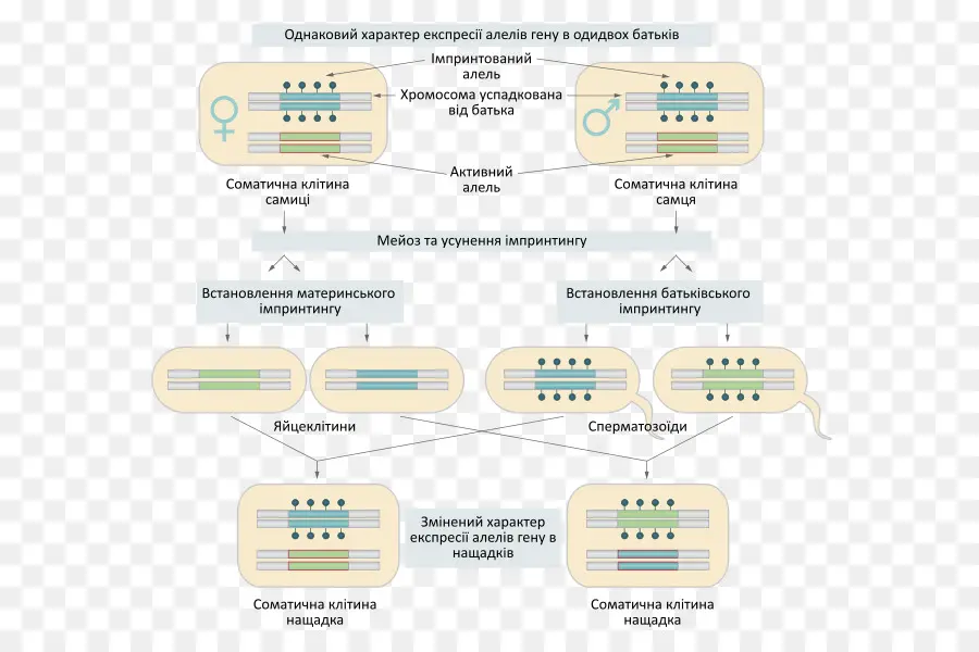 Diagram Genetik，Gen PNG