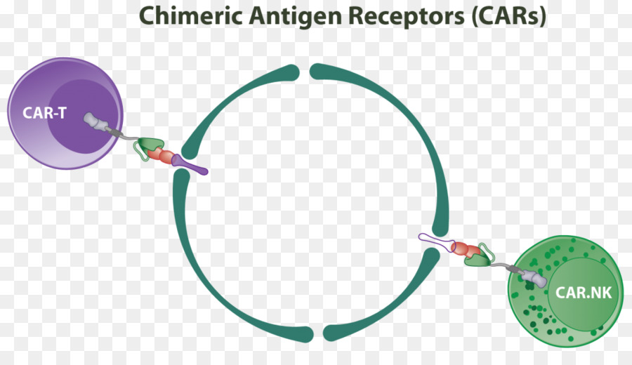 Chimeric Antigen Reseptor，Sel Pembunuh Alami PNG