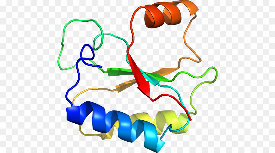 Struktur Protein，Molekul PNG